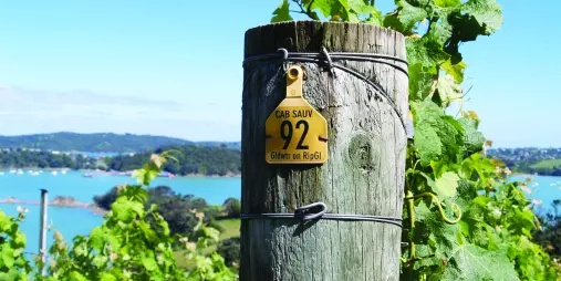 A scenic vineyard landscape with a rustic vine post in the foreground, set against rolling hills and open skies.