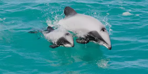 Hector’s dolphin mother and calf jumping out of the turquoise waters in Akaroa Harbour