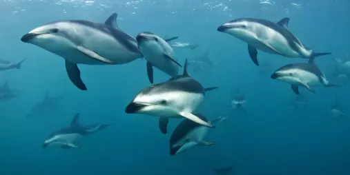 A large pod of Dusky dolphins swimming underwater in the clear waters near Kaikōura.
