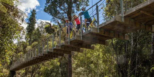Cyclists stopped on a suspension bridge in the forest along the trail