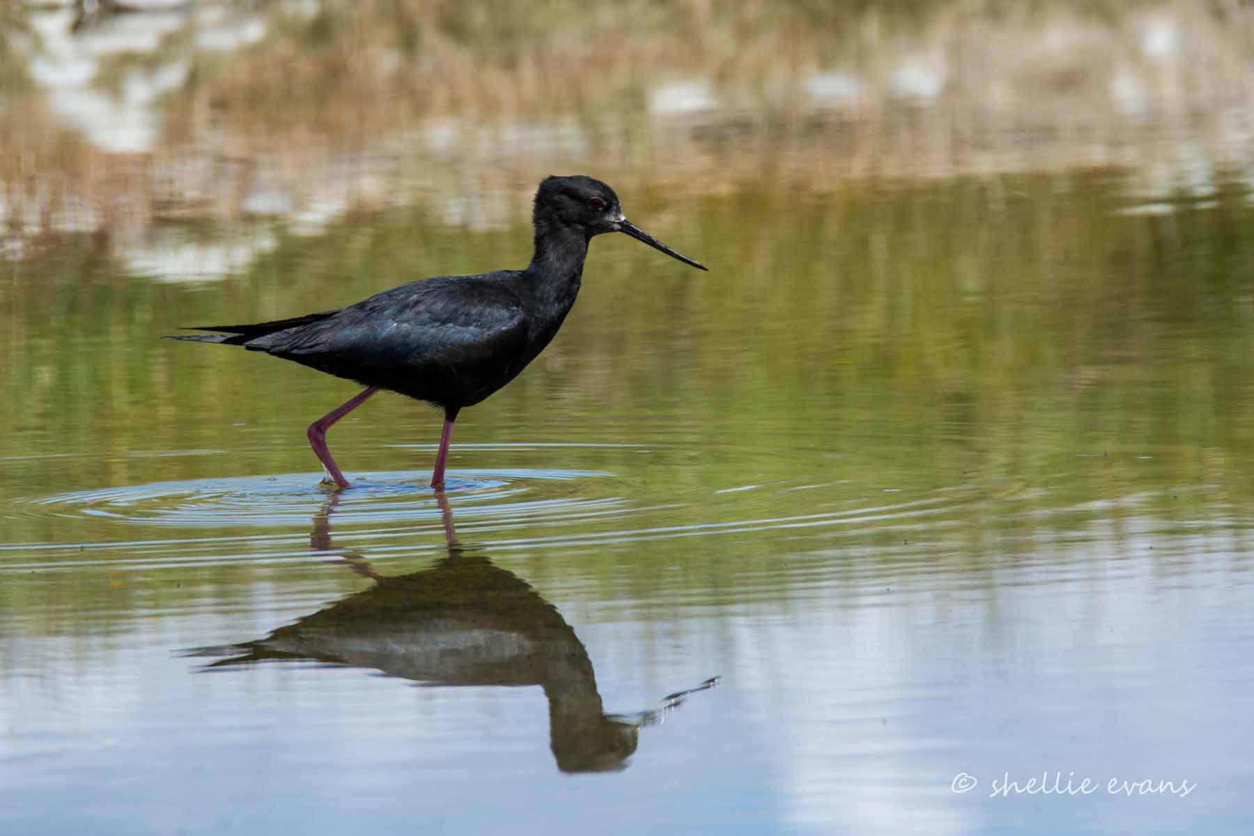 Black Stilt/Kakī