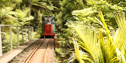Driving Creek Railway train travelling through lush native bush