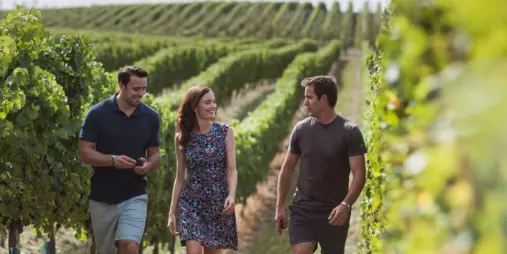Three friends enjoying a walk through a vineyard in Marlborough
