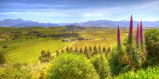 Scenic vineyard view across Brancott Valley in Marlborough wine country