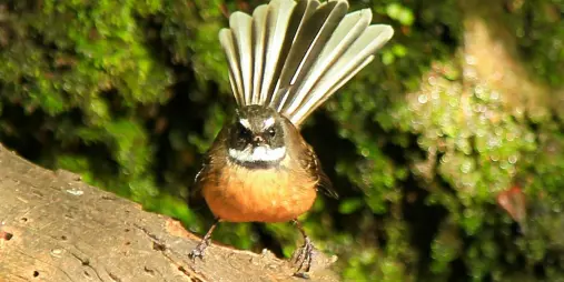 Fantail bird with tail fanned out on Blumine Island, Marlborough Sounds