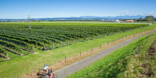 Cyclists ride past a vineyard on Tasman’s Great Taste Trail near a winery