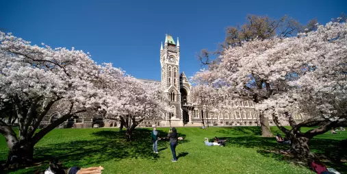 University of Otago clock tower surrounded by blooming spring trees in Dunedin, New Zealand.